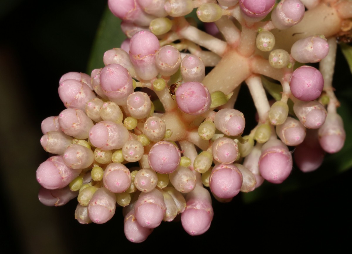 Medinilla multiflora Merr.